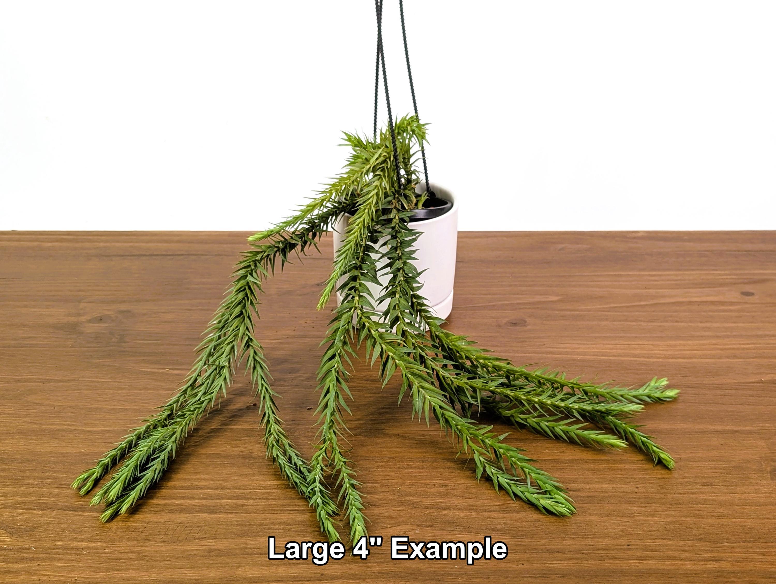 Huperzia Goebelii - Blue Tassel Clubmoss - 4 Inch Pot - Etsy