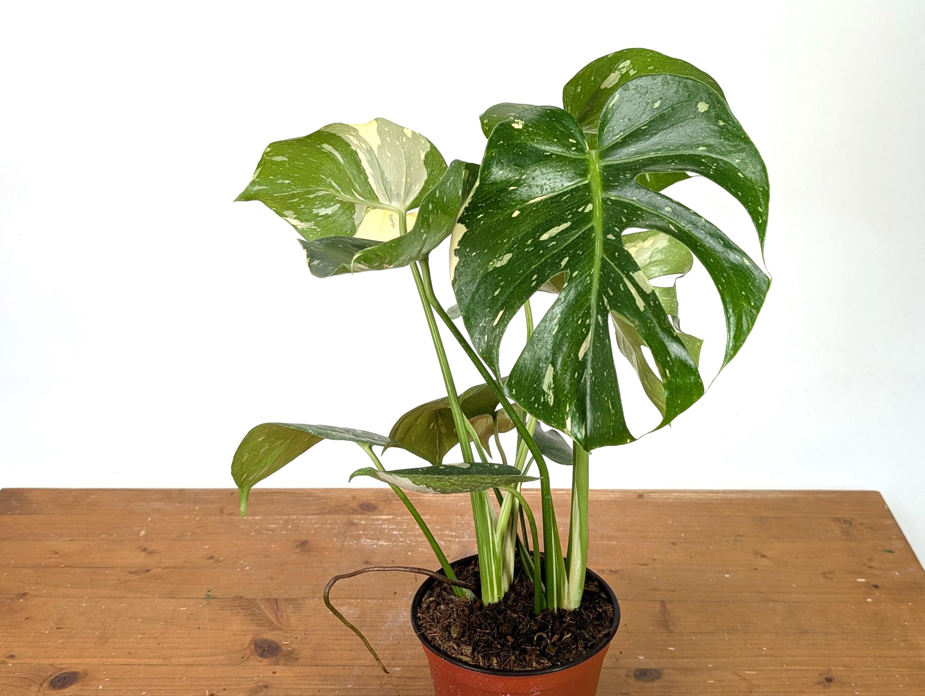 monstera dogs CONTIGO DOGS | Monstera Recycled Squeaky + Crinkle Dog Toy main image 1