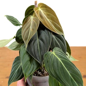 Philodendron Melanochrysum - Black Gold Live Houseplant - Easy Care Plant- Multiple Sizes