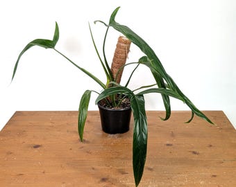 Philodendron Holtonianum  - 4 inch and 6 inch Pots