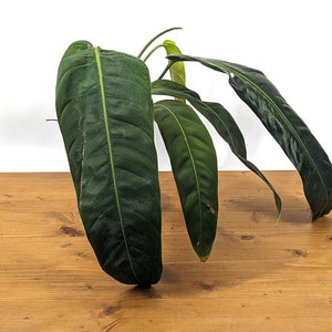 Philodendron Patriciae