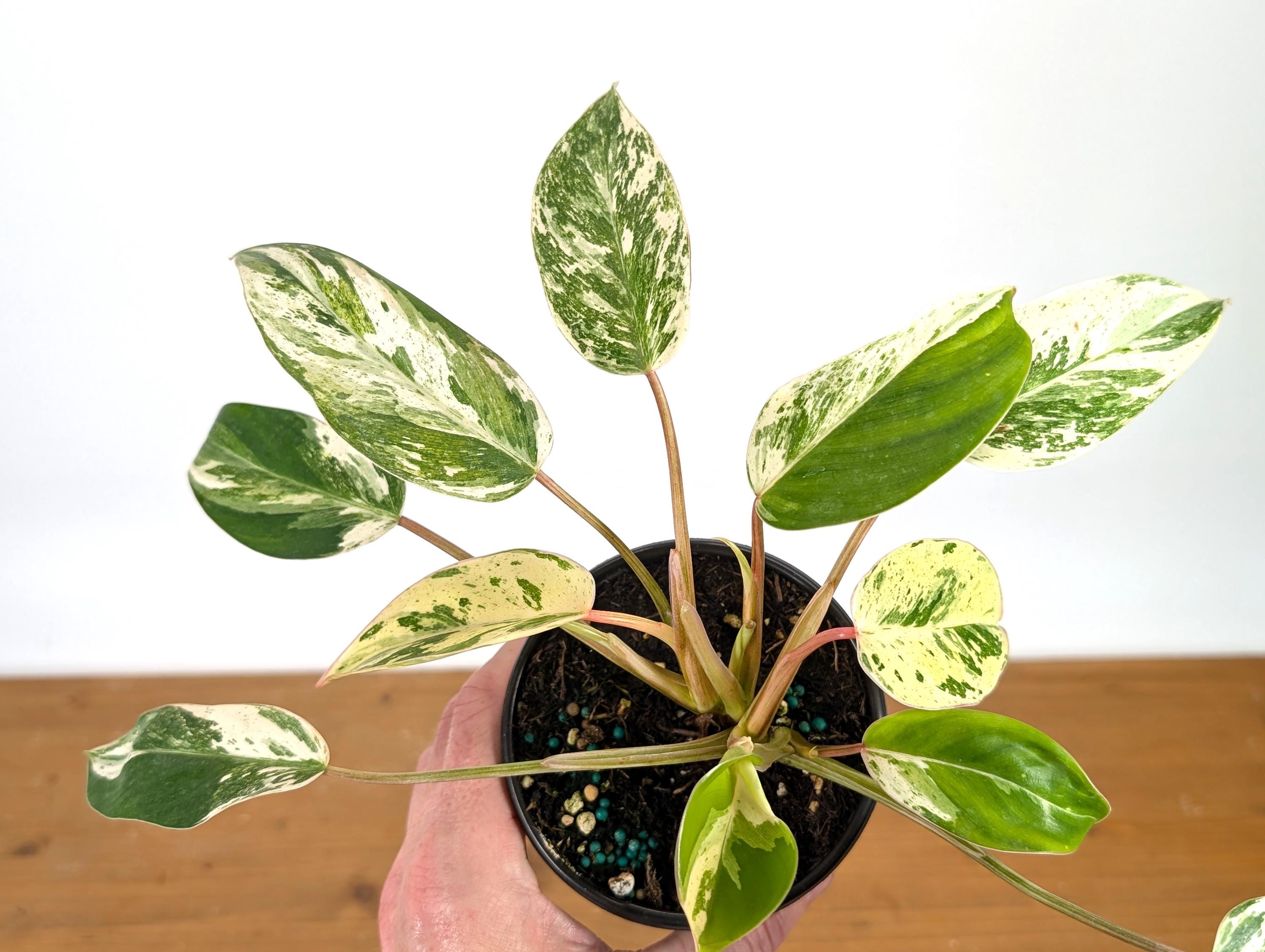 Plante d'intérieur panachée Philodendron Emerald King similaire à Emerald Ice | Pots de 4 pouces