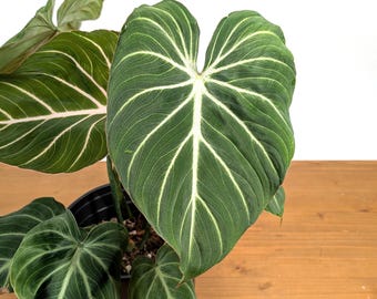 Philodendron Gloriosum 'zebra' - Etsy