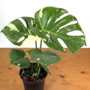 Monstera Thai Constellation - Plants 16-24" Tall with Split Leaves (for 6" Pot) Bild 6