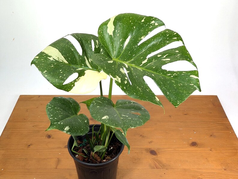 Monstera Thai Constellation - Plants 16-24" Tall with Split Leaves (for 6" Pot) Bild 6
