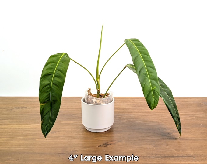 Philodendron Patriciae
