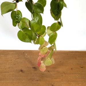 Ceratostema Pepeportillae - Assorted 4 Inch Pots