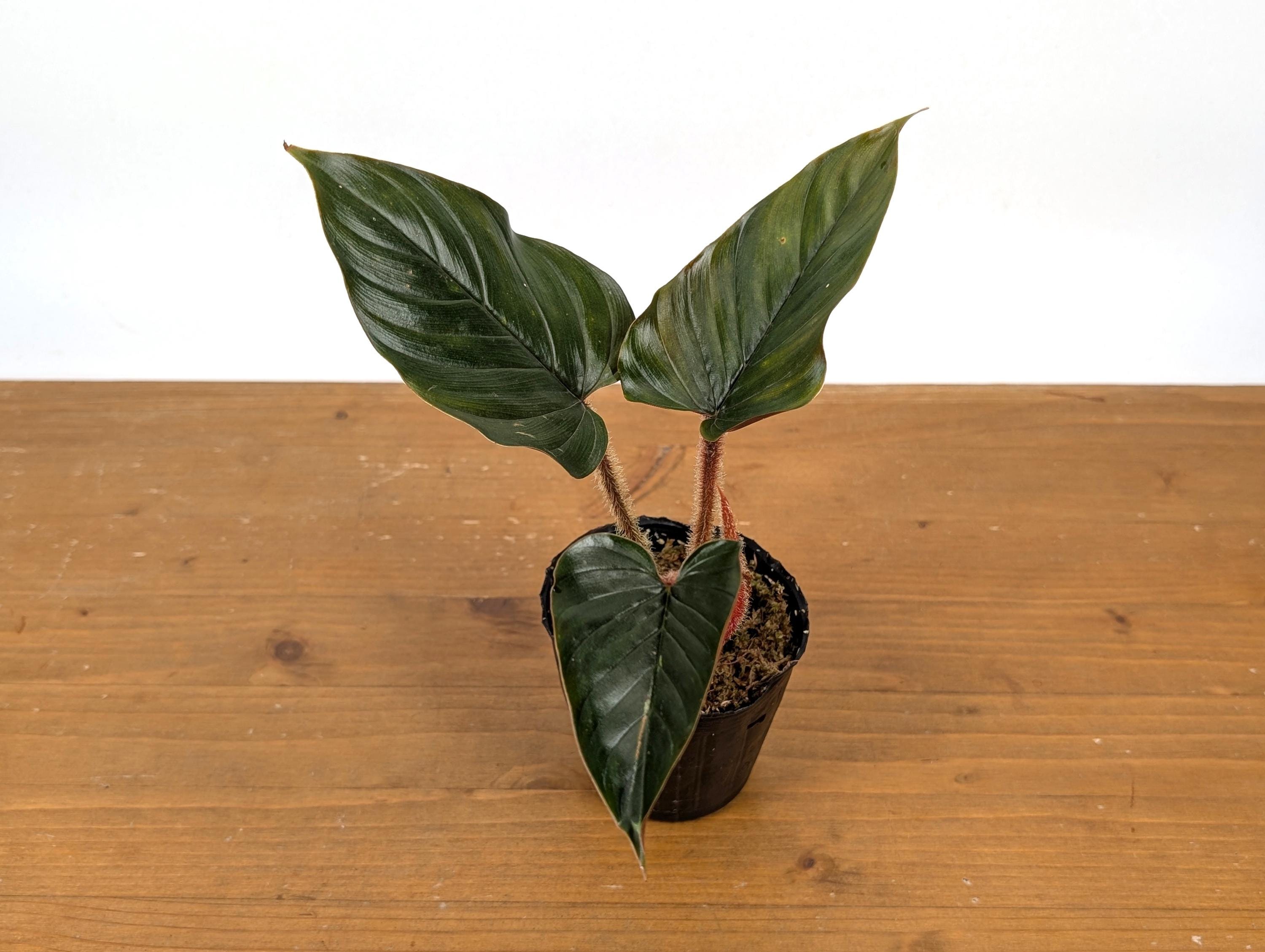 Philodendron Squamicaule Pink - Grower's Choice - Etsy