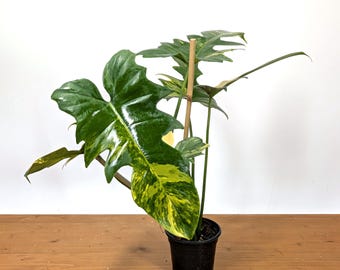 Philodendron Florida Beauty X Tortum Variegated Rooted Node