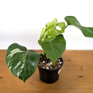 EXACT Monstera Albo Borsigniana - 6 Inch Pot #21F