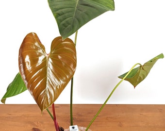 Philodendron lynamii - XL - 4 Inch Pot