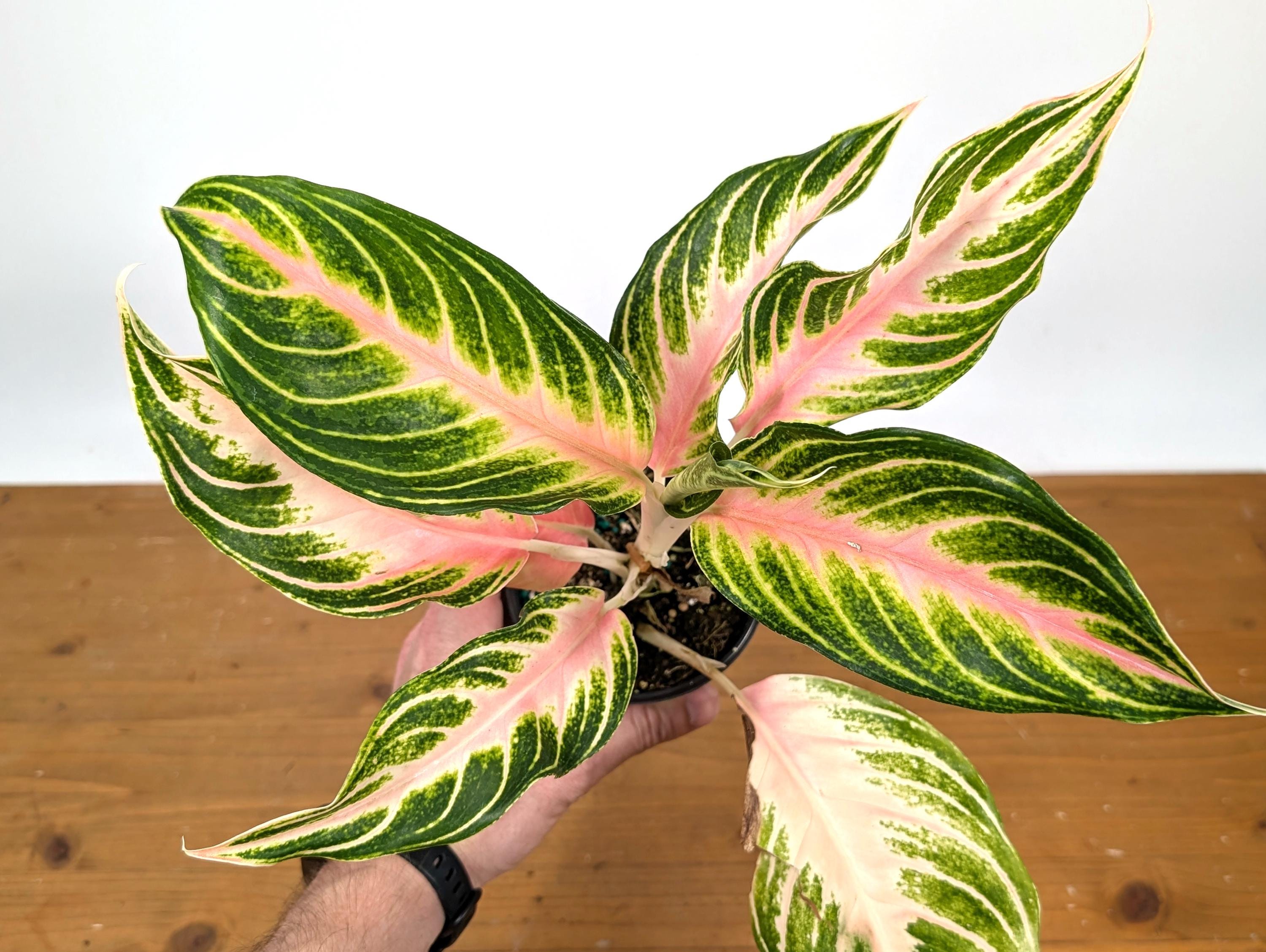 Aglaonema Pink Panama | 4 Inch Assorted Pots Live Houseplants - Etsy