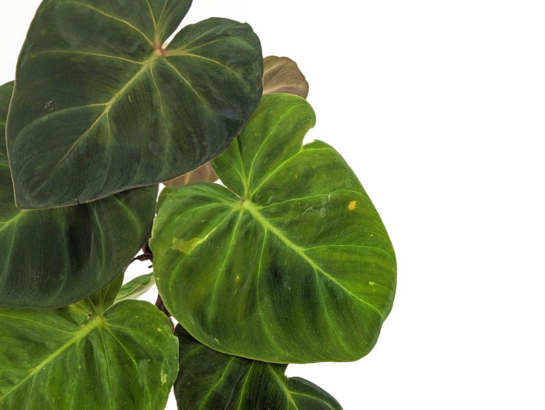 Variegated Philodendron Monkey Tail Fibrosum x Verrucosum Hybrid Each One is One of A Kind Seed Grown 4 inch pot image 1