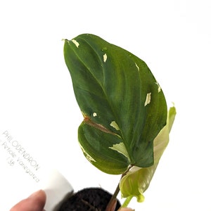 Variegated Philodendron Fuzzy Petiole Starter Plants Exact Plant Plant B