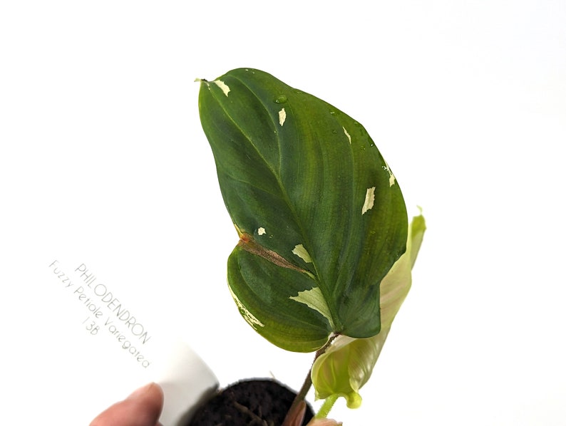 Variegated Philodendron Fuzzy Petiole Starter Plants Exact Plant Plant B