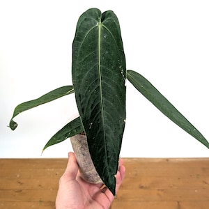 Anthurium Queen Warocqueanum Dark Narrow - Etsy