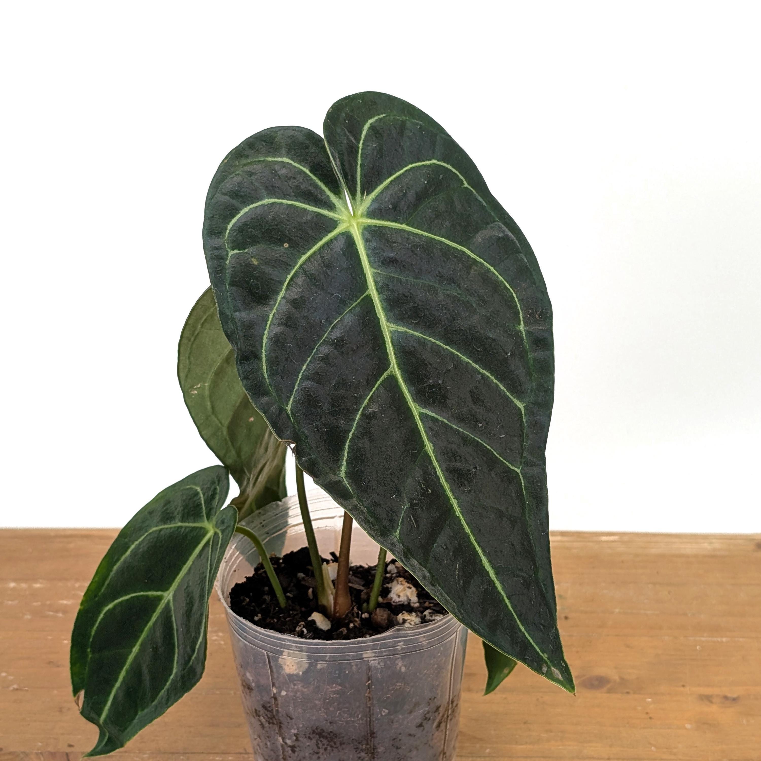 Anthurium Regale - Choose From 3 Sizes - Etsy