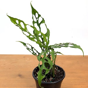 Beautiful Monstera Obliqua Peru Plants in 4 inch Pot - Perfect Gift Idea Unique Plant