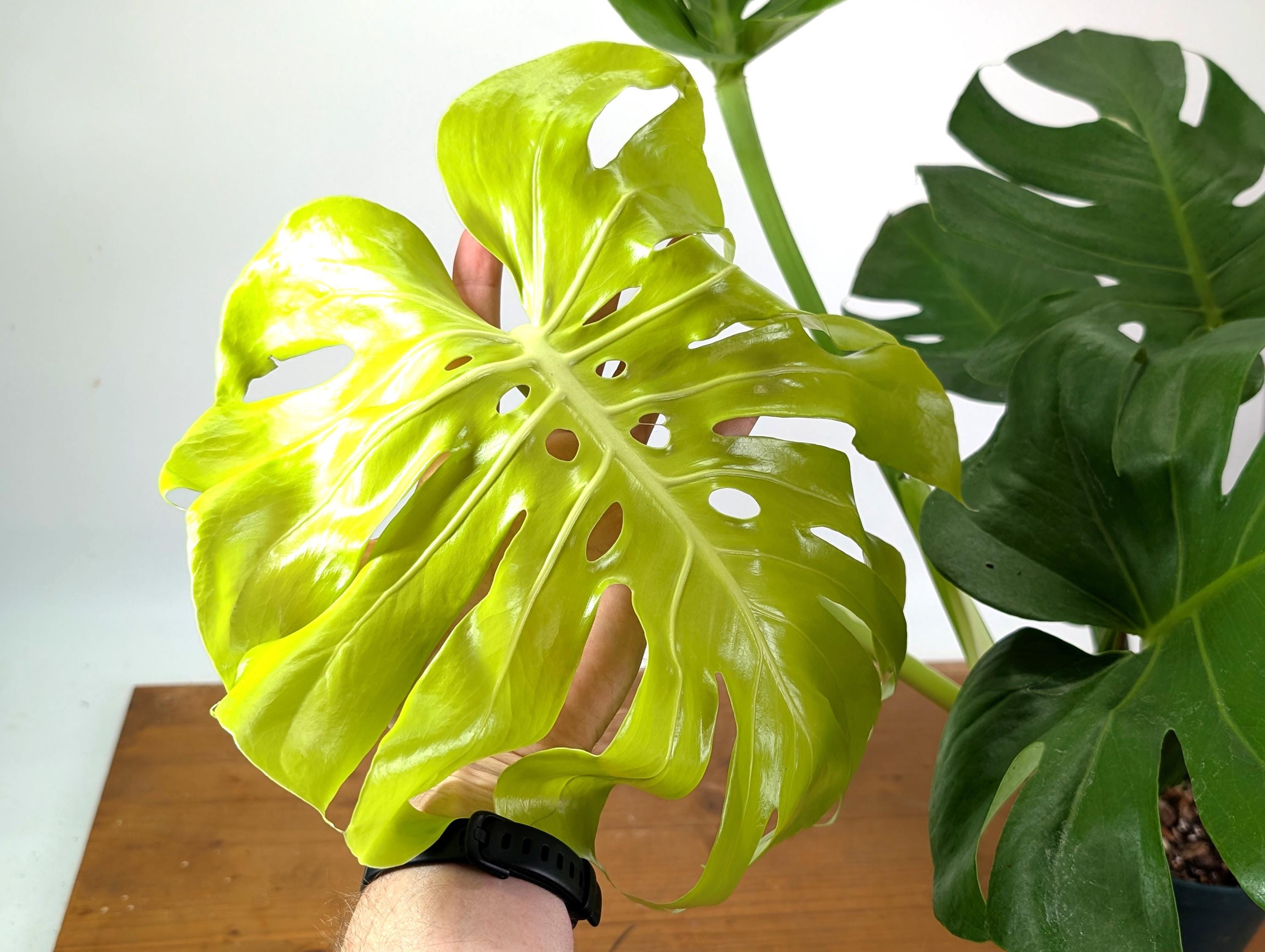 Monstera Lemon Lime - Etsy