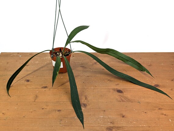 anthurium vittariifolium Anthurium vittariifolium