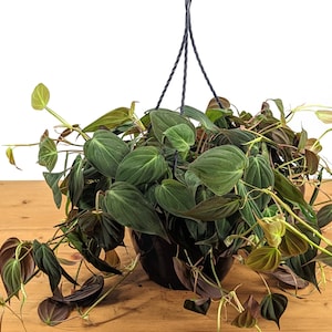 Philodendron Micans live plant