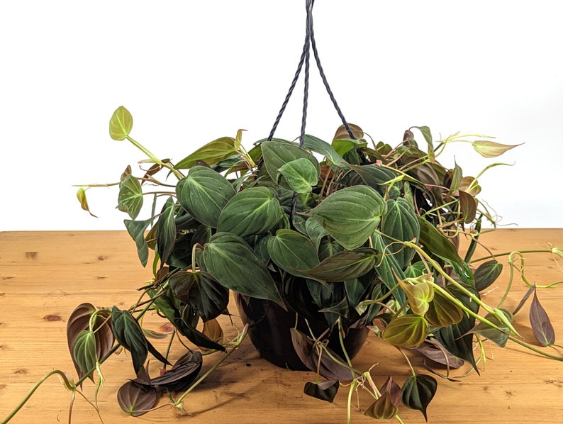 Philodendron Micans live plant