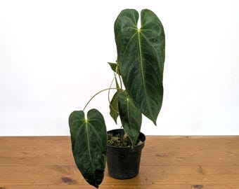 Anthurium Queremalense - 4 inch pot Live