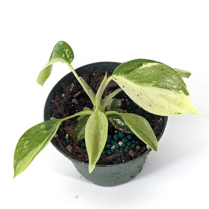 Philodendron Jose Buono 3 inch Pot Starter Plant - FREE Shipping Eligible