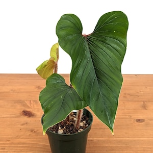 Philodendron Squamicaule live plant with Hairy Petioles 4 inch pot image 2