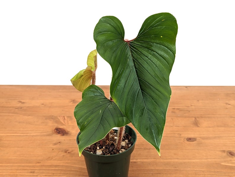 Philodendron Squamicaule live plant with Hairy Petioles 4 inch pot image 2