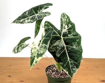 Alocasia Frydek Variegated Colorful Unique Leaf Patterns - Multiple Sizes -Easy Care