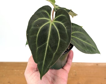 Anthurium KOS X Red Crystal - Large Seedling - Etsy