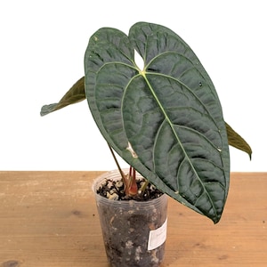 Anthurium Black Diamond - (A. regale × A. luxurians)