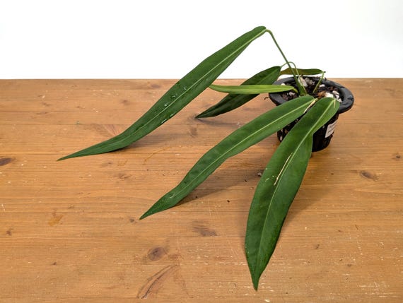 Anthurium Pallidiflorum  - Strap Leaf Live Tropical Aroid Plant - Leaves up to 20" Long