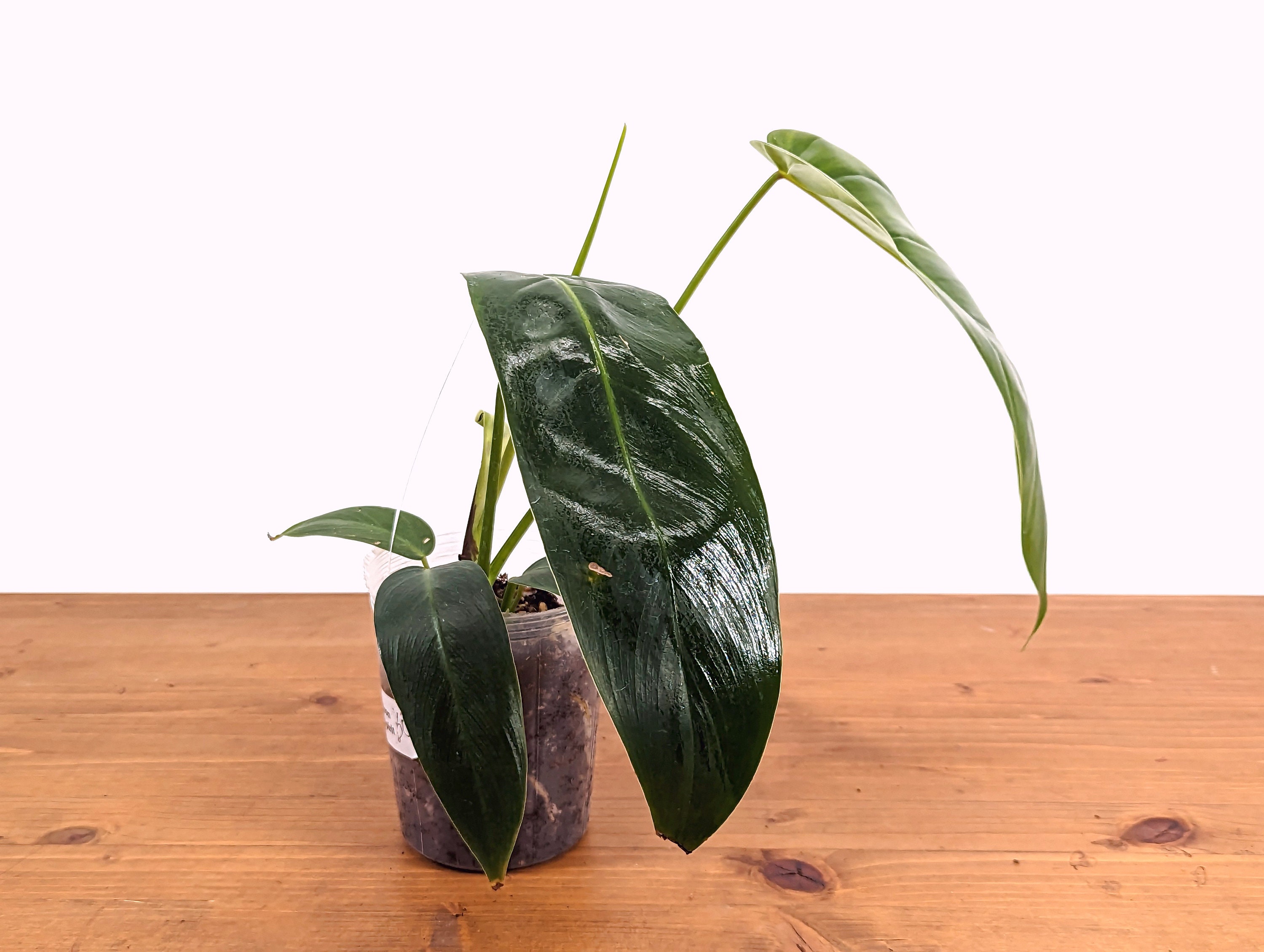 Philodendron 'amazon Spirit' Patriciae X Spiritus Sancti - 4