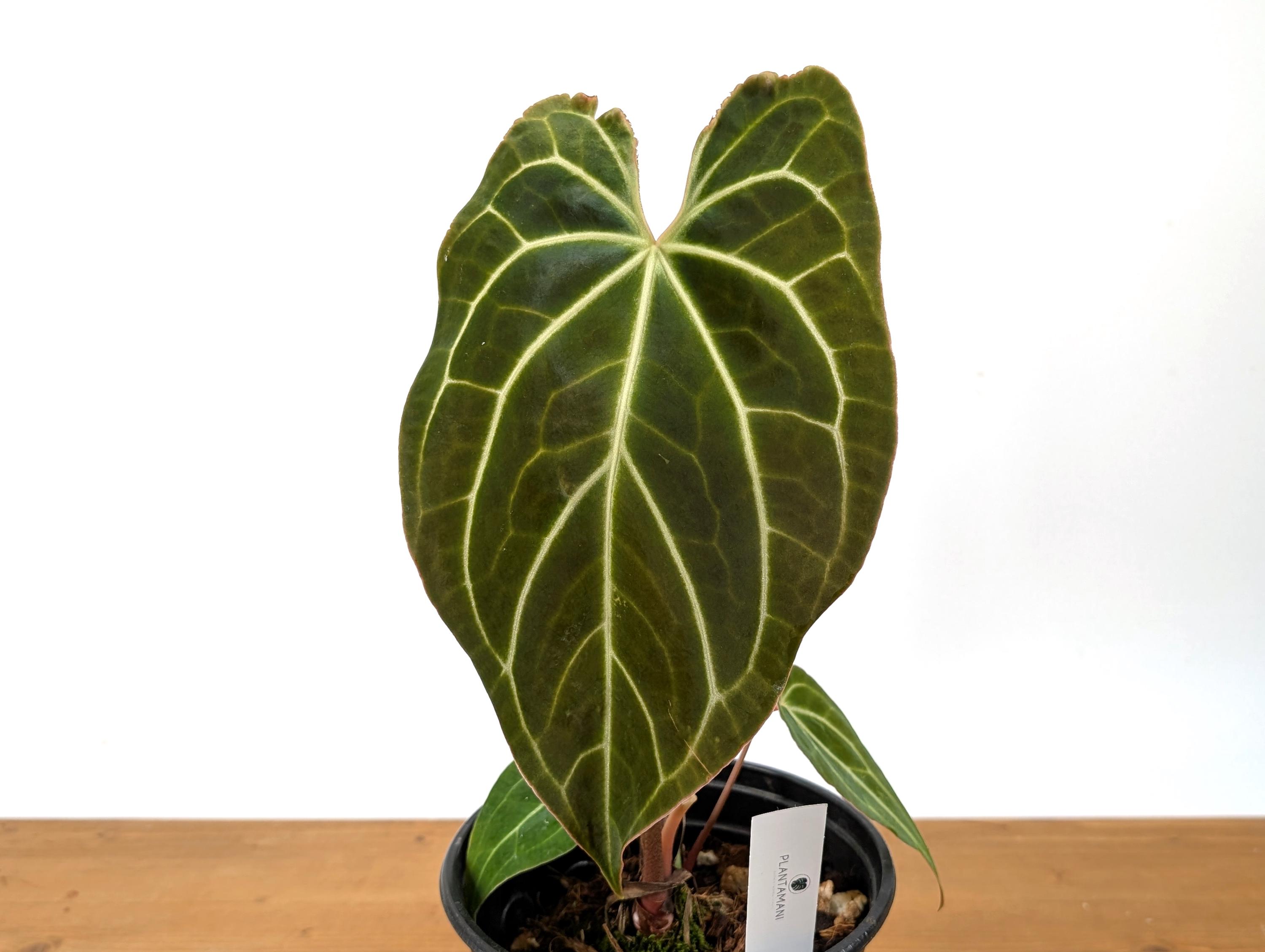 Anthurium Crystallinum X Besseae 'crystal Sky' 4 Inch - Etsy