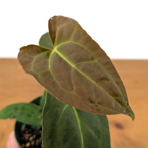 Anthurium Red Crystal Crystallinum - Assorted 4 Inch Pots