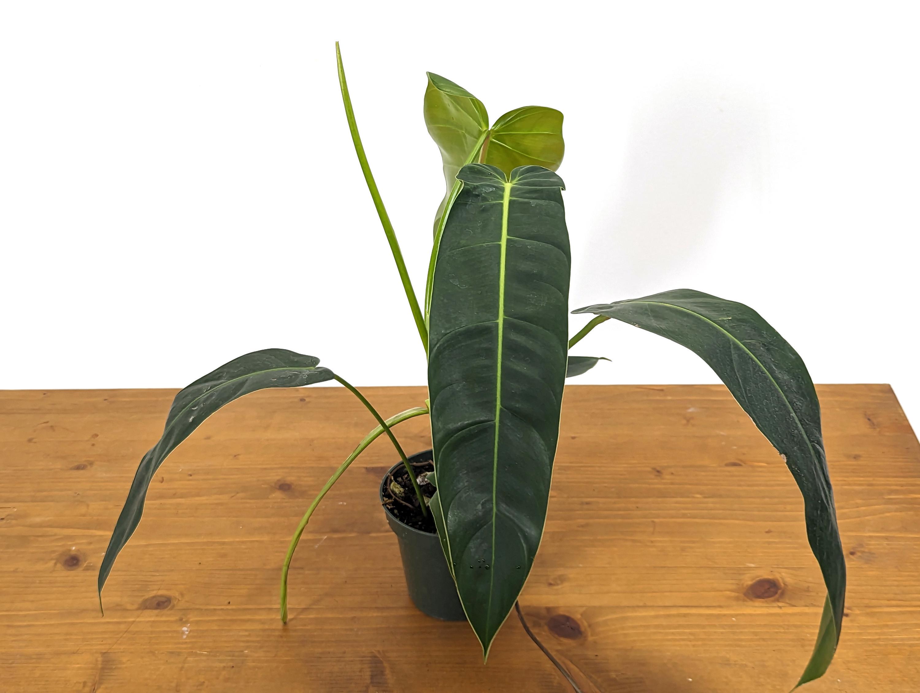 Philodendron Amazon Spirit (patriciae X Spiritus Sancti) - 4 Inch Pot - Etsy