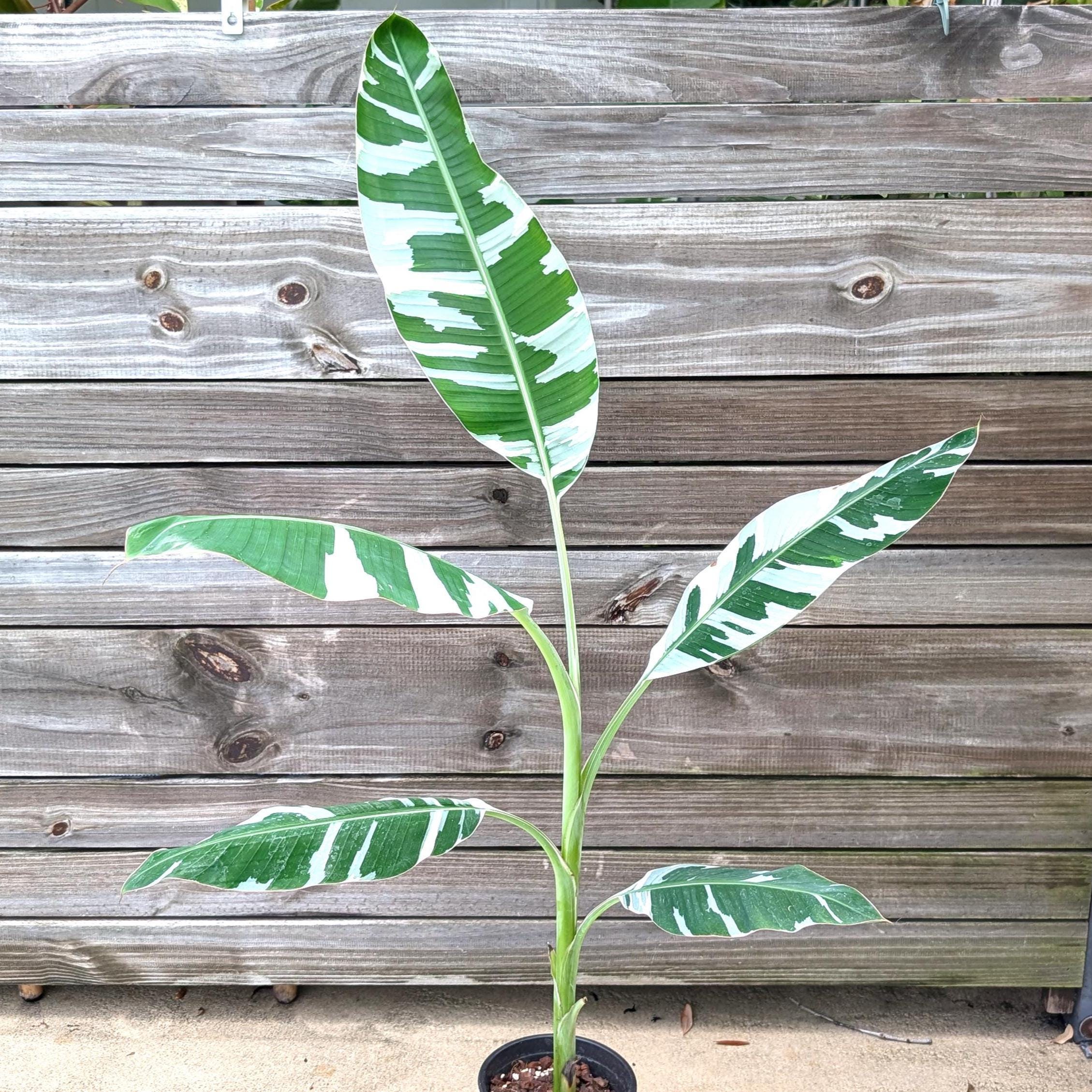 Musa Florida Variegated Banana Tree Approx 36-48" inches+ Tall! Gallon Pots Plant Will Produce Variegated Fruit - Ready to plant outdoors