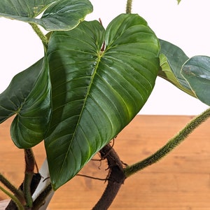 Philodendron Squamicaule 4 inch pot approx 12 tall image 2