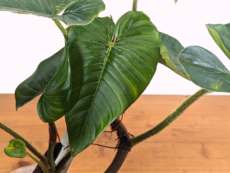 Philodendron Squamicaule 4 inch pot approx 12 tall image 2