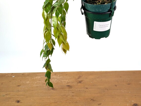 Ceratostema Loucianae 'villosa' an Ecuadorian Pendulous Epiphytic