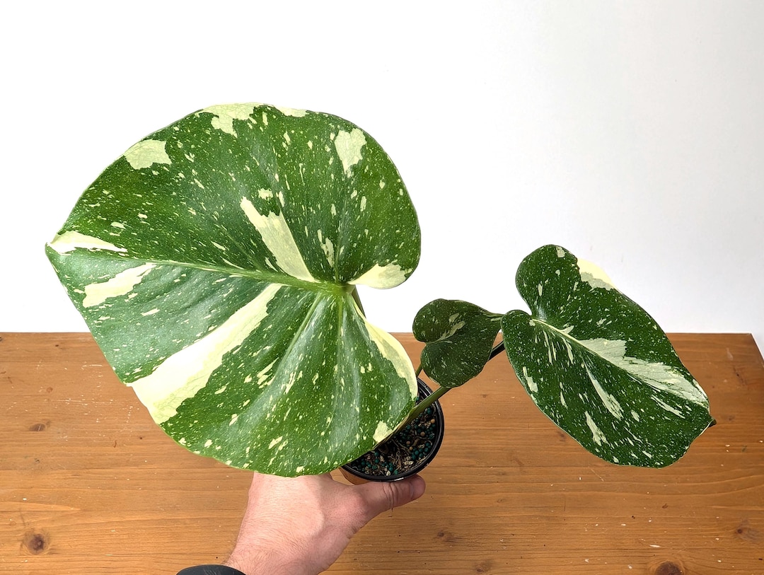 Thai Constellation Monstera 4 Inch Pot Approximately 12+