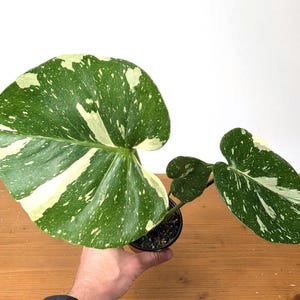 Thai Constellation Monstera 4 inch pot Approximately 12+&quot; tall for XL