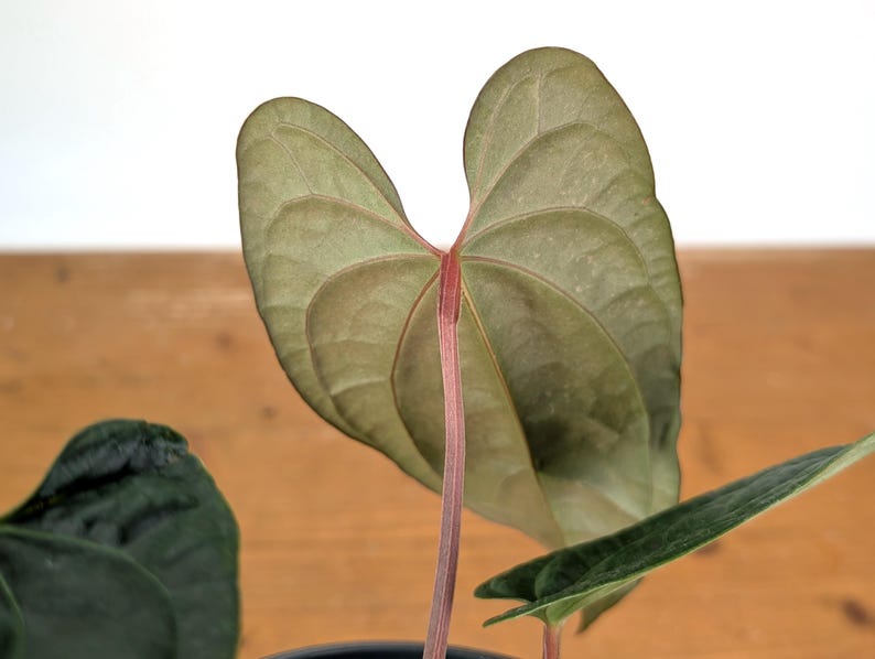 Plantamani Anthurium Amazon Diamond - Thumbnail 5