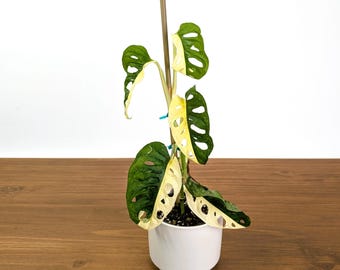 Monstera Adansonii Albo Variegated Half Moon Leaves Exact 4" Plant #31D