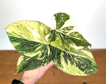 Philodendron Gloriosum Variegated (Type 2) - EXACT Plant #19E