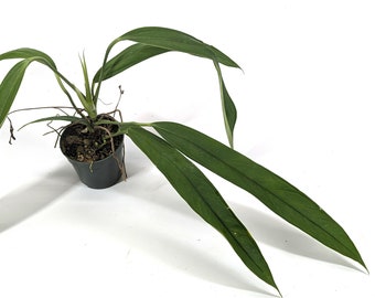 Anthurium Ceronii - 4 inch pot