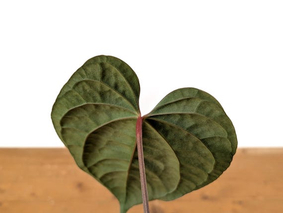 Anthurium Amazon Diamond - (A. Besseae Aff X A. Luxurians) - 4