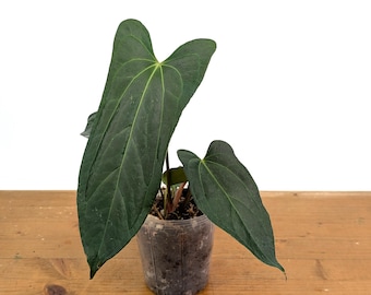Anthurium Rabbit Ears (Crystallinum x Pinkleyi)  - 4 inch pots